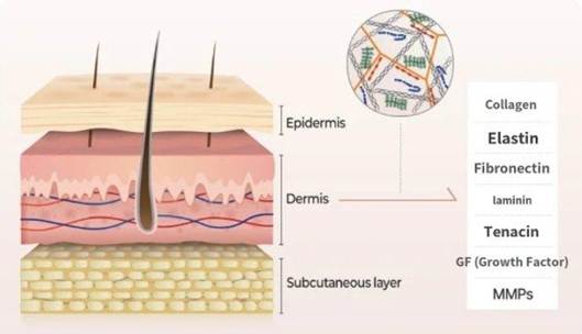 표피, 진피, 피하지방층 구조와 진피를 구성하는 콜라겐·엘라스틴·피브로넥틴·라미닌·테나신·성장인자(GF)·MMPs 성분을 보여주는 도식